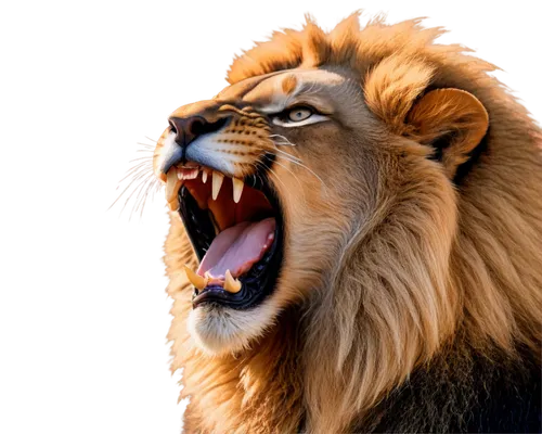 roaring,panthera leo,african lion,male lion,lion,to roar,leonine,roar,lion head,female lion,male lions,lion number,king of the jungle,lioness,yawney,lion - feline,lion white,aslan,yawning,skeezy lion,Illustration,Black and White,Black and White 29