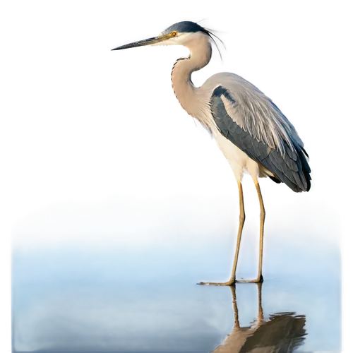 pacific heron,common heron,egretta novaehollandiae,cow heron,great heron,pied heron,gray heron,great blue heron,white-faced heron,grey heron,spoon heron,eastern great egret,wading bird,a species of marine bird,heron,great white egret,great egret,coastal bird,rallidae,anatidae,Illustration,Paper based,Paper Based 23