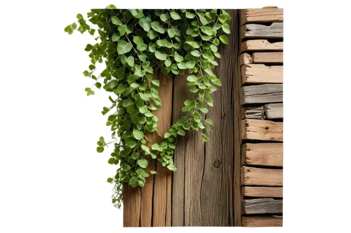 wood background,wooden background,wood daisy background,birch tree background,wooden wall,background ivy,green wallpaper,intensely green hornbeam wallpaper,cardboard background,wood and leaf,nature background,wood fence,wooden mockup,wooden ladder,wood and grapes,ivy frame,natural wood,in wood,on wood,wall,Illustration,Retro,Retro 04