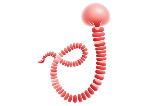 flagella,ercp,polychaete,micropholis,pylori,spirochetes,schistosomes,spirochete,duodenal,melanosomes,flagellum,betaproteobacteria,wormlike,millipede,ophiusa,pseudoknot,intestine,ileum,worm,amoeboid,Illustration,Vector,Vector 01