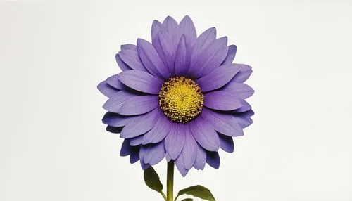 african daisy,purple daisy,purple chrysanthemum,osteospermum,flowers png,violet chrysanthemum,south african daisy,crown chakra flower,senetti,flower illustrative,blue chrysanthemum,purple flower,purple dahlia,anemone purple floral,flower illustration,flower painting,chrysanthemum background,wood daisy background,barberton daisy,flower background,Photography,Fashion Photography,Fashion Photography 19