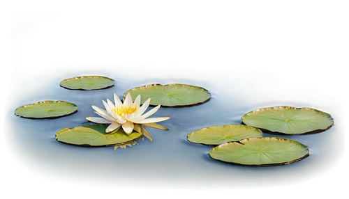 lotus on pond,waterlily,water lily,flower of water-lily,white water lilies,waterlilies,water lotus,water lilly,water lilies,white water lily,pond lily,water lily flower,large water lily,water lily plate,lily pond,lily pad,water lily leaf,lotus pond,lily pads,lotus flowers,Photography,Documentary Photography,Documentary Photography 28