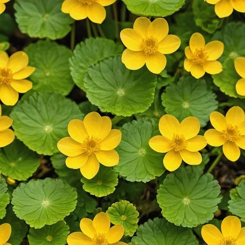 marsh marigolds,trollius download,winter aconite,lesser celandine,marsh marigold,cinquefoil,oxalis,narrow-leaved sundrops,oxalis iron cross,oxalis deppei iron cross,trollius of the community,redwood sorrel,lotus corniculatus,wood sorrel,anemone sylvestris,yellow flowers,buttercups,violet woodsorrel,euryops,wood-sorrel,Photography,General,Realistic