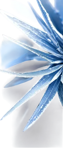 crystalize,ice crystal,ice crystals,crystallization,bird feather,crystalized,crystallized,white feather,feather,crystallize,crystalline,pigeon feather,abstract air backdrop,hawk feather,crystallizing,ice,ice planet,bird wing,blue butterfly background,dandelion background,Photography,Artistic Photography,Artistic Photography 10