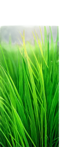 wheat germ grass,wheat grass,wheatgrass,sweet grass plant,block of grass,grass grasses,grass fronds,quail grass,long grass,meadow fescue,sweet grass,foxtail barley,reed grass,green wheat,arrowgrass,feather bristle grass,green grain,grass,beach grass,triticale,Illustration,Japanese style,Japanese Style 18