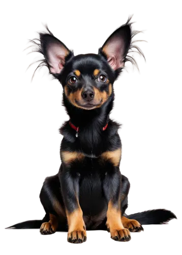 pinscher,chihuahua,chihuahuas,derivable,yorkshire terrier,biewer yorkshire terrier,long hair chihuahua,rat terrier,pet black,chihuahua mix,yorkie,yorkshire terrier puppy,portrait background,huahua,dog photography,xolo,ratdog,dogana,pet portrait,edgar,Illustration,Realistic Fantasy,Realistic Fantasy 23