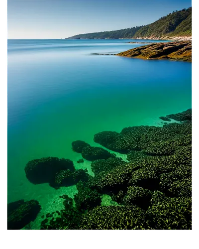 Calm ocean, turquoise water, wavelets, sunlight reflecting off surface, seaweed floating, rocky shoreline, misty atmosphere, 3/4 composition, shallow depth of field, warm color tone, cinematic lightin