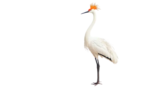 fujian white crane,grey neck king crane,red-crowned crane,white-naped crane,crane-like bird,eastern crowned crane,eastern great egret,egretta novaehollandiae,great white egret,great egret,white egret,egret,whooping crane,crane,demoiselle crane,ibis,stork,gray crowned crane,platycercus,a species of marine bird,Conceptual Art,Daily,Daily 23