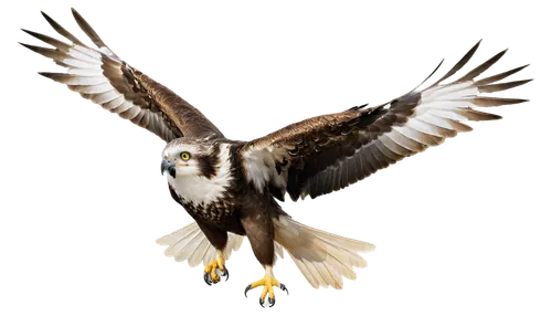 falconiformes,saker falcon,ferruginous hawk,sea hawk,buteo,northern harrier,savannah eagle,fishing hawk,hawk animal,sea eagle,falco peregrinus,changeable hawk-eagle,flying hawk,falconry,lanner falcon,haliaeetus vocifer,hawk,mountain hawk eagle,galliformes,sea head eagle,Conceptual Art,Fantasy,Fantasy 14