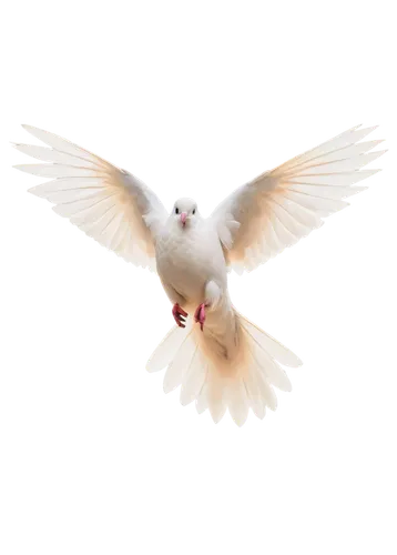 dove of peace,doves of peace,white dove,peace dove,dove,holy spirit,white bird,white eagle,white pigeon,angel wing,little corella,bird png,peacocke,kagu,doves,cygnes,freebird,angel wings,beautiful dove,whitewings,Art,Classical Oil Painting,Classical Oil Painting 12