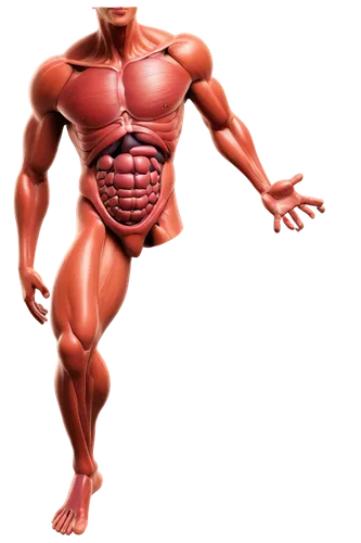 muscular system,stanozolol,body building,musculature,muscularity,clenbuterol,human body anatomy,latissimus,bodybuilder,myostatin,trenbolone,polykleitos,vasodilation,muscle angle,intermuscular,obliques,premaxillae,citrulline,the human body,muscle man,Illustration,American Style,American Style 01