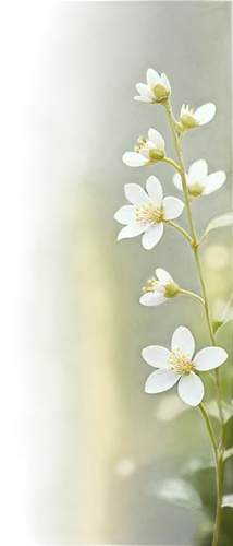 white cosmos,delicate white flower,camomile flower,white daisies,oxeye daisy,white water lilies,ox-eye daisy,gypsophila,white flower,white water lily,feverfew,candytuft,white chrysanthemum,white petals,the white chrysanthemum,daisy flower,white blossom,daisy flowers,chamomile,elderflower,Illustration,Retro,Retro 03