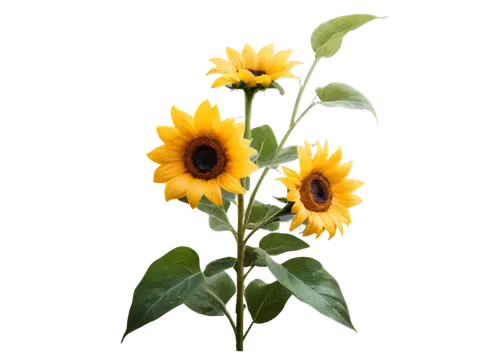 helianthus occidentalis,helianthus,helianthus annuus,woodland sunflower,rudbeckia,sunflower lace background,sunflower paper,sunflowers in vase,small sun flower,flowers png,stored sunflower,helianthus tuberosus,rudbeckia nidita,helianthus sunbelievable,rudbeckia fulgida,sunflower,yellow gerbera,rudbeckia nitida,flowers sunflower,sun flowers,Illustration,Abstract Fantasy,Abstract Fantasy 05