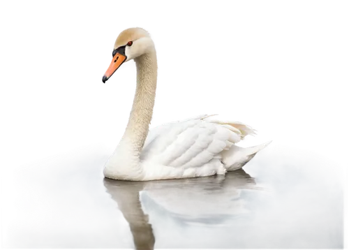 trumpeter swan,mute swan,swan,swan on the lake,cisne,young swan,white swan,swan cub,swanning,cygnet,swan chick,swansong,trumpet of the swan,trumpeter swans,swan lake,swans,swanee,swanlike,the head of the swan,mourning swan,Photography,Documentary Photography,Documentary Photography 05