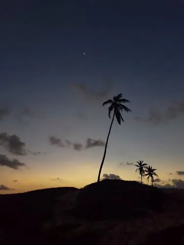 ascension island,palm tree silhouette,kiritimati,kwajalein,aitutaki,rarotonga,palm silhouettes,kailua,vieques,tinian,tuvalu,kivalu,anegada,cape verde island,lanikai,mustique,giant palm tree,aruba,palm pasture,palm tree