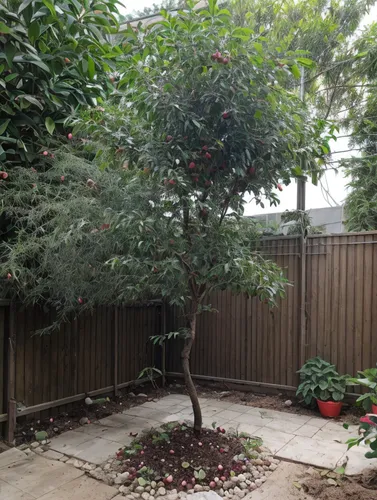 crepe myrtle,landscape designers sydney,growing mandarin tree,landscape design sydney,ornamental tree,crape myrtle,fruit trees,garden design sydney,ornamental shrub,fruit tree,peach tree,ornamental ch