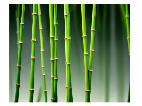 Bamboo stick, green nodes, thin segments, natural texture, subtle shadows, warm sunlight, shallow depth of field, 3/4 composition, soft focus, cinematic lighting, morning dew, gentle breeze, realistic