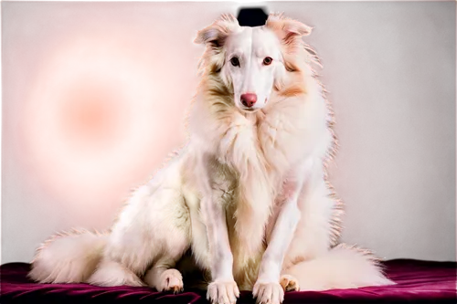 borzoi,rough collie,afghan hound,pyr,saluki,samoyedic,atka,collie,sighthound,lurcher,white dog,collies,canidae,graywolf,sigyn,aleu,reveille,dog pure-breed,venkman,sighthounds,Illustration,Black and White,Black and White 07