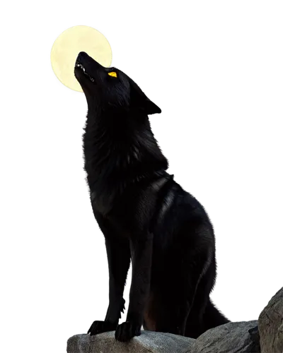 blackwolf,howling wolf,werewolve,black shepherd,lycanthropy,lycanthrope,werewolf,shadowclan,ravenpaw,wolfen,wolpaw,werewolves,hellhound,wolfsangel,lycanthropes,werwolf,lycan,melanism,wolffian,european wolf,Photography,Documentary Photography,Documentary Photography 34