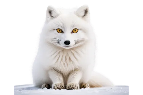 Arctic fox, white fur, fluffy tail, piercing yellow eyes, cute expression, sitting on snow, solo, (20cm), detailed whiskers, subtle shading, soft focus, shallow depth of field, cold color tone, cinema