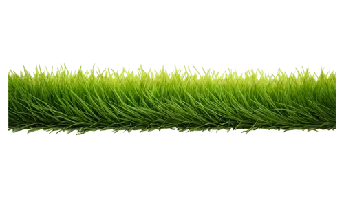 green wallpaper,wheatgrass,block of grass,blade of grass,wheat grass,grasslike,aaaa,grass,green grass,gras,aaa,cordgrass,blades of grass,patrol,grass grasses,artificial grass,grass blades,wheat germ grass,green,green lawn,Photography,Fashion Photography,Fashion Photography 20