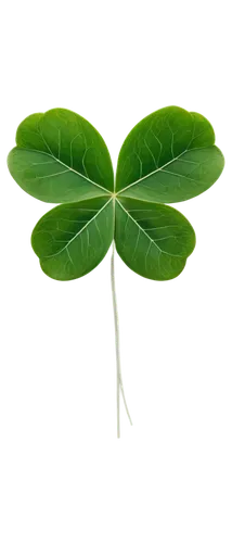 Three-leafed shamrock, green leaves, heart-shaped leaflets, white flowers, delicate stems, natural texture, soft focus, warm lighting, shallow depth of field, 3/4 composition, Irish symbol, symbolic m