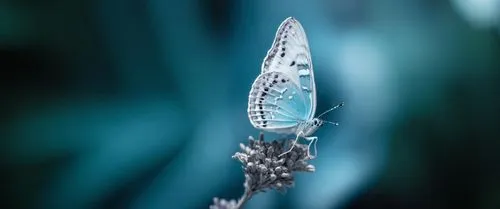 пусто,a blue erfly sitting on top of a flower,dewdrop,blue butterfly background,dewdrops,glass wing butterfly,dew drop,water drop