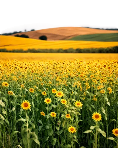 sunflower field,field of rapeseeds,flower field,field of cereals,flowers field,sunflowers,field of flowers,sunflowers and locusts are together,sun flowers,blanket of flowers,cultivated field,blanket flowers,blooming field,helianthus,chamomile in wheat field,field flowers,rapeseeds,cornfield,helianthus sunbelievable,rapeseed,Photography,Fashion Photography,Fashion Photography 23