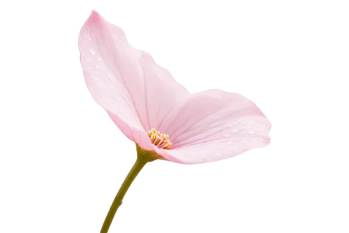 flowers png,cosmos flower,anemone japonica,pink poppy,calystegia sepium,pink morning glory flower,pink tulip,pink flower,tulip magnolia,bush anemone,minimalist flowers,pink anemone,lotus png,cosmos flowers,geranium pink,genus anemone,pink petals,pistil,windflower,pink cosmea,Illustration,Children,Children 05