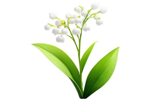 May birth flower, lily of valley, white petals, yellow center, delicate, dainty, cartoon style, colorful, shiny, 3D appearance, soft lighting, transparent background, solo, centered composition, detai