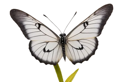 black-veined white butterfly,butterfly vector,butterfly clip art,white butterfly,papilio,hesperia (butterfly),celastrina,melanargia,butterfly white,zebra swallowtail,green-veined white,butterfly background,papilio machaon,palamedes swallowtail,melanargia galathea,butterfly isolated,lepidopterist,coenonympha tullia,cupido (butterfly),checkered white,Illustration,Vector,Vector 20