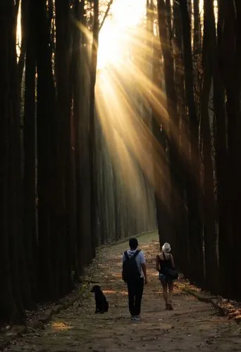 the mystical path,walking dogs,buencamino,meiji jingu,forest walk,sunrays