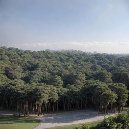 greenery forests,tropical and subtropical coniferous forests,riparian forest,conguillío national park,forest ground,coffee plantation,cabaneros national park,tree grove,moc chau tea hills,the forests,