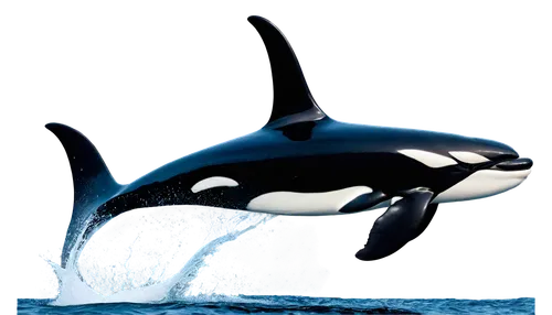 tilikum,orca,orcas,makani,shamu,llorca,dolphin background,longimanus,blackfish,cetacean,northern whale dolphin,ballenas,nekton,ballena,cetacea,tursiops,delphin,cetaceans,marine mammal,kasatka,Illustration,Realistic Fantasy,Realistic Fantasy 18