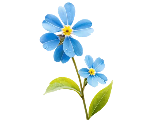 flowers png,alpine forget-me-not,forget-me-not,blue flower,forget-me-nots,mountain bluets,myosotis,dayflower,forget me nots,blue flowers,blue flax,blue petals,wood daisy background,flower background,linum bienne,minimalist flowers,blue daisies,forget me not,water forget me not,anemone blanda,Illustration,Realistic Fantasy,Realistic Fantasy 18