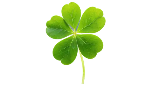 4-leaf clover,four-leaf clover,five-leaf clover,spring leaf background,four leaf clover,three leaf clover,a four leaf clover,green wallpaper,patrol,4 leaf clover,clover leaves,shamrock,clovers,green leaf,shamrock balloon,medium clover,maidenhair,pot of gold background,lucky clover,narrow clover,Photography,Fashion Photography,Fashion Photography 25