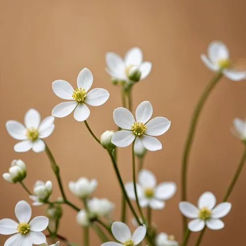 white cosmos,cerastium,linanthus,arabidopsis,wood daisy background,gypsophila