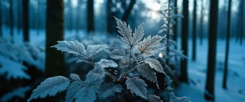 зимний лес,a frozen tree and its leaves near the forest,hoarfrost,winter forest,frostiness,frost,blue snowflake,ice crystal