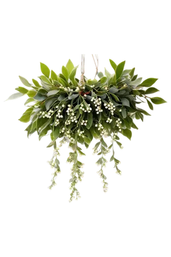 Mistletoe, Christmas decoration, green leaves, white berries, hanging from ceiling, romantic atmosphere, soft focus, warm lighting, shallow depth of field, vibrant colors, festive mood, 3/4 compositio