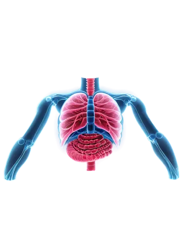 mediastinal,mediastinum,alveoli,medical illustration,hypercholesterolemia,cardiovascular,microcirculation,pleuropneumonia,pleurisy,lipoprotein,aorta,carboplatin,intravascular,vasculature,atrioventricular,medical symbol,subclavian,tachypnea,pneumonitis,human cardiovascular system,Illustration,Abstract Fantasy,Abstract Fantasy 05