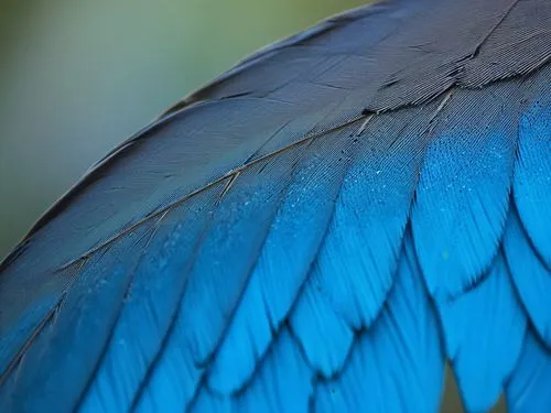 the back end of a bright blue bird's wing,peacock feathers,blue parrot,parrot feathers,blue peacock,blue macaw,bird wing