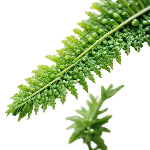 green wallpaper,fern leaf,equisetum,pteris,pteridium,fern plant,leaf fern,stinging nettle,green background,myriophyllum,parsley leaves,green,green leaf,wheatgrass,citronella,nettle leaves,fir green,asplenium,chlorophyll,dryopteris,Art,Artistic Painting,Artistic Painting 04