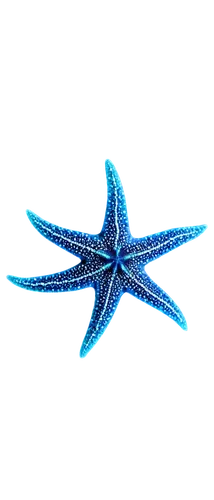 nautical star,astropecten,starfishes,sea star,blue star,starfish,star flower,starstreak,star abstract,star illustration,ninja star,echinoderm,magic star flower,six-pointed star,six pointed star,christ star,echinoderms,stellated,seastreak,motifs of blue stars,Illustration,Retro,Retro 19