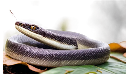 Snake, reptile, solo, curled up, scaly skin, brown and white patterns, forked tongue out, beady eyes, morning dew, soft sunlight filtering through leaves, close-up shot, shallow depth of field, warm c