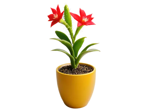 terracotta flower pot,flowers png,potted plant,western red lily,wooden flower pot,monocotyledon,adenium,gymea lily,bromelia,flower pot holder,flowerpot,potted flowers,natal lily,flower pot,tulipa,tulipa tarda,container plant,hippeastrum,plant pot,potted palm,Illustration,American Style,American Style 07