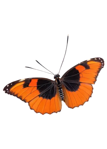 euphydryas,polygonia,scotch argus,viceroy (butterfly),orange butterfly,vanessa atalanta,heliconius hecale,hesperia comma,hesperia (butterfly),lycaena phlaeas,vanessa (butterfly),lycaena,melitaea,brush-footed butterfly,butterfly vector,coenonympha tullia,papillon,limenitis,small tortoiseshell,coenonympha,Photography,Black and white photography,Black and White Photography 03