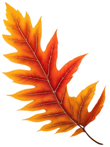 leaf background,autumn icon,red maple leaf,autumn background,maple leaf red,maple leave,red leaf,autumn leaf,fall leaf,maple foliage,yellow maple leaf,leaf drawing,autumn leaf paper,spring leaf background,autumn theme,maple leaves,colored leaves,leaf color,golden leaf,fall leaf border,Conceptual Art,Sci-Fi,Sci-Fi 20