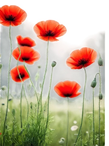 poppy flowers,red poppies,poppies,klatschmohn,red poppy,remembrance day,coquelicot,a couple of poppy flowers,flower background,red anemones,poppy fields,poppy flower,seidenmohn,poppy anemone,poppy field,poppy plant,floral poppy,flowers png,papaver,poppy family,Illustration,Realistic Fantasy,Realistic Fantasy 45