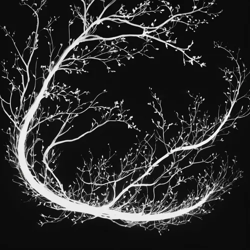 Black-and-white photograph of a white curving trail of light with smaller branches coming off of it on a black background,branches,the branches of the tree,the branches,magic tree,tendrils,branching,t