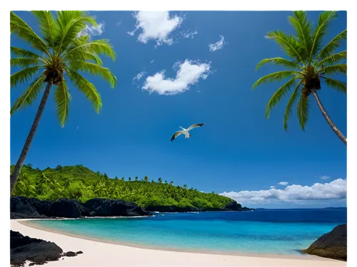 tropical beach,grenadines,tobago,tropical sea,coconut tree,caribbean beach,dream beach,guadeloupean,beautiful beach,guadeloupe,caribbean,tropical island,micronesia,caribbean sea,praslin,comores,coconut trees,antilles,paradise beach,beach landscape,Photography,Black and white photography,Black and White Photography 09